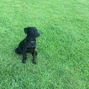 Meet your Posher, Sandy